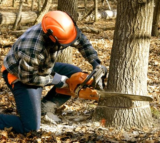 Tree Removal in Hydro, OK